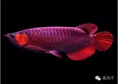 龍魚的英文怎么說(shuō)：dragonfish,龍魚飼養(yǎng)的水質(zhì)要求,如何挑選健康的龍魚 龍魚百科 第1張