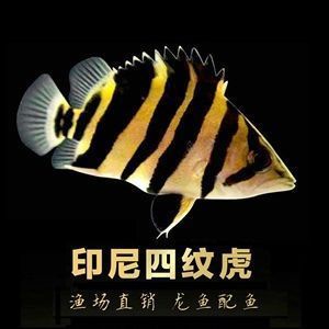 紅龍魚小魚：紅龍魚喂食小魚的注意事項 紅龍魚百科 第2張