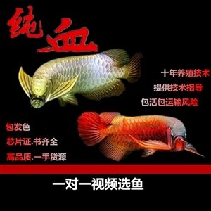 龍魚鯉魚：龍魚與鯉魚的區(qū)別 龍魚百科 第5張