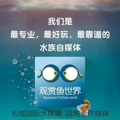 觀賞魚國際貿易合作案例：廣州南沙觀賞魚國際貿易法規(guī)解讀 龍魚百科 第2張