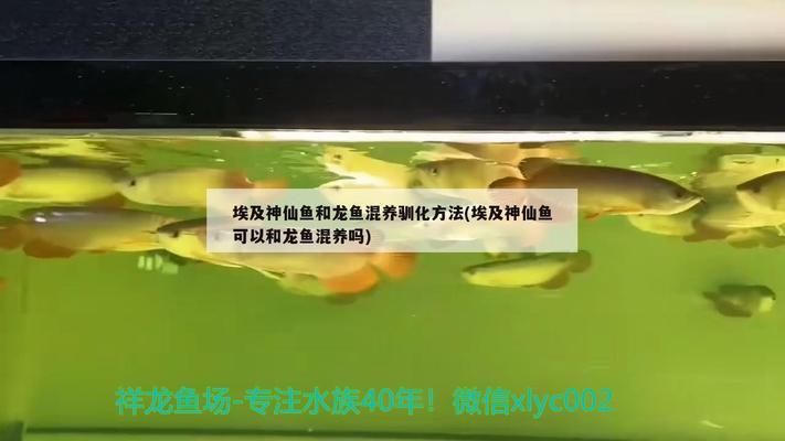 龍魚混養(yǎng)埃及神仙魚可以嗎：龍魚與埃及神仙魚能否混養(yǎng)取決于多種因素，養(yǎng)殖師的意見 龍魚百科 第4張