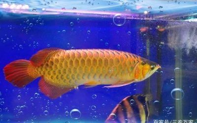 天價(jià)紅龍魚(yú)：天價(jià)紅龍魚(yú)為什么能賣出500萬(wàn)的天價(jià) 紅龍魚(yú)百科 第5張