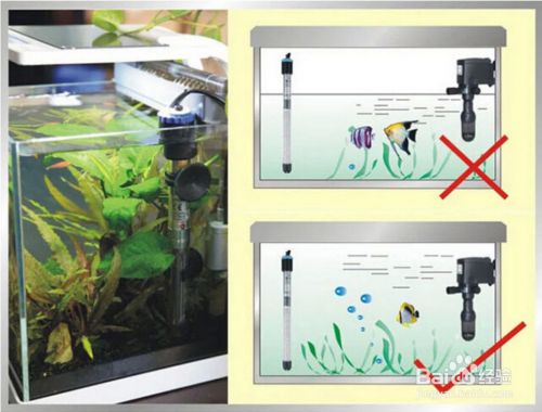 森森魚缸加熱棒安裝位置：森森魚缸加熱棒如何安裝 魚缸百科 第4張