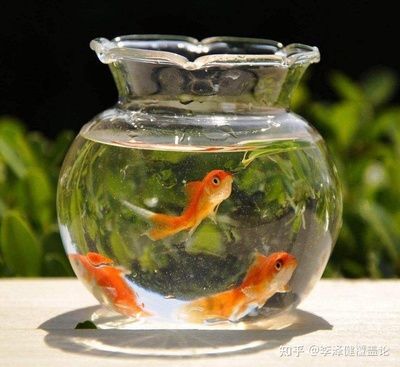 魚缸里的金魚故事：金色夢想的守護者 魚缸百科 第3張