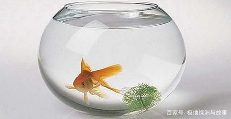 魚缸里的金魚故事：金色夢想的守護者 魚缸百科 第2張