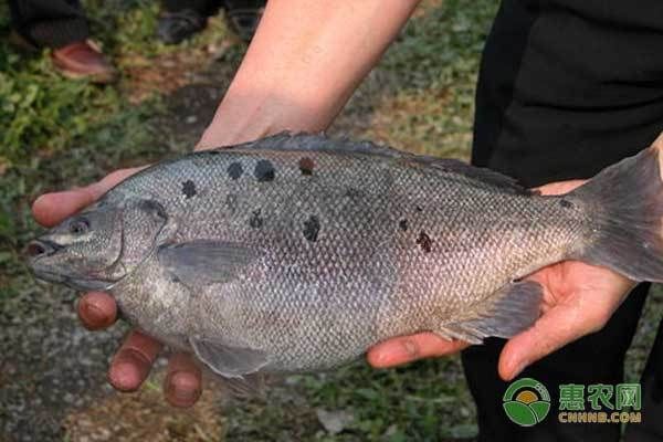 金龍魚哪里有賣：如何確保從正規(guī)渠道購買到金龍魚 水族問答 第1張