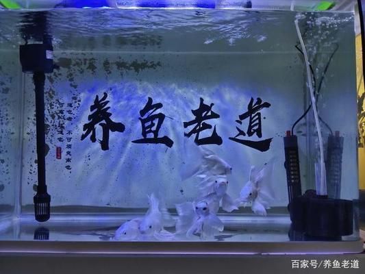 小魚缸養(yǎng)大魚技巧：如何將小缸養(yǎng)大魚的技巧 魚缸百科 第2張