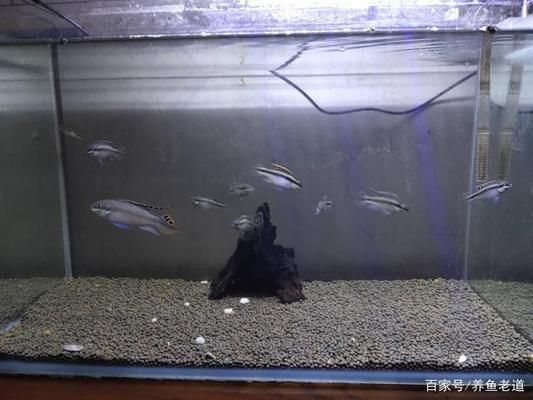 小魚缸養(yǎng)大魚技巧：如何將小缸養(yǎng)大魚的技巧 魚缸百科 第1張