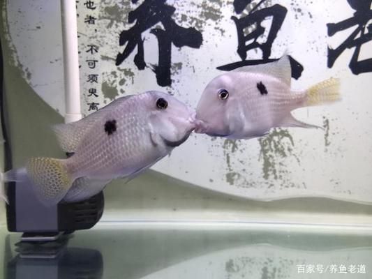 小魚缸養(yǎng)大魚技巧：如何將小缸養(yǎng)大魚的技巧 魚缸百科 第4張