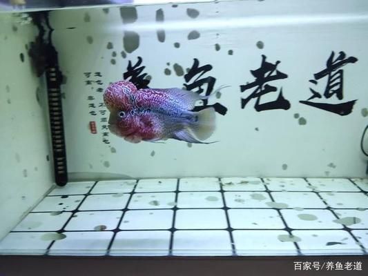 小魚缸養(yǎng)大魚技巧：如何將小缸養(yǎng)大魚的技巧 魚缸百科 第3張