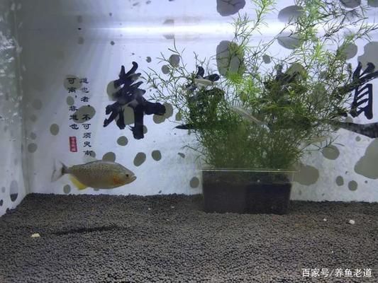 小魚缸養(yǎng)大魚技巧：如何將小缸養(yǎng)大魚的技巧 魚缸百科 第5張