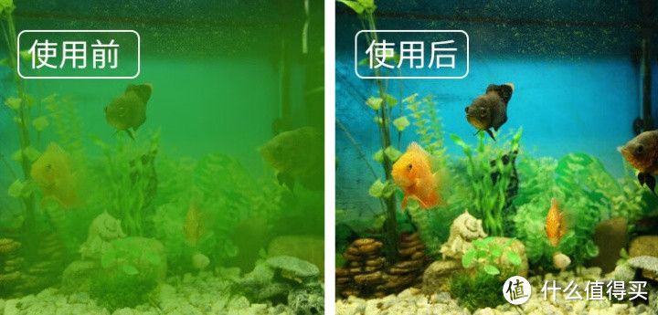 魚缸除藻劑的使用方法：如何自制魚缸除藻劑，魚缸除藻劑對(duì)魚的影響 魚缸百科 第1張