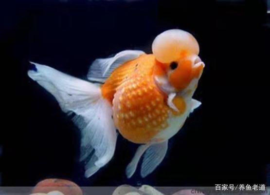 金龍魚哪種底色最好看的魚：如何選擇一種適合自己魚缸環(huán)境的金龍魚底色？ 水族問答 第1張