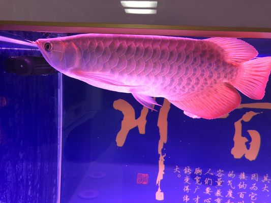 紅龍魚(yú)維生素缺乏癥狀：如何判斷紅龍魚(yú)維生素缺乏的早期信號(hào)