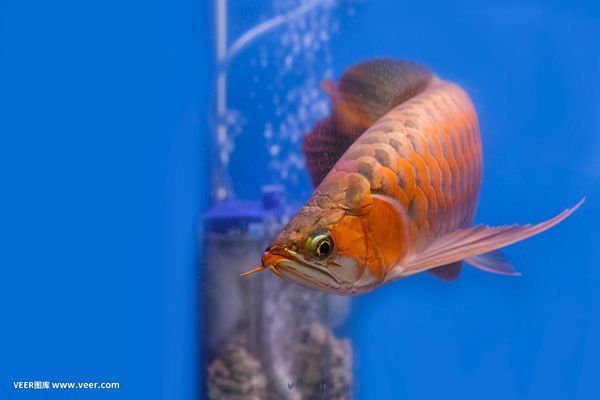 紅龍魚魚缸內裝飾品選擇：紅龍魚魚缸內的裝飾與搭配 魚缸百科 第3張