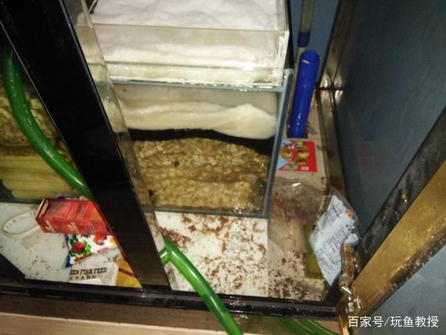 魚缸過濾藤棉的作用：如何正確清洗魚缸過濾棉 魚缸百科 第5張