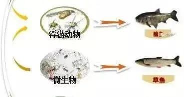 銀龍魚金龍魚紅龍魚區(qū)別：銀龍、金龍、紅龍三種不同品種的龍魚之間的主要區(qū)別 紅龍魚百科 第2張