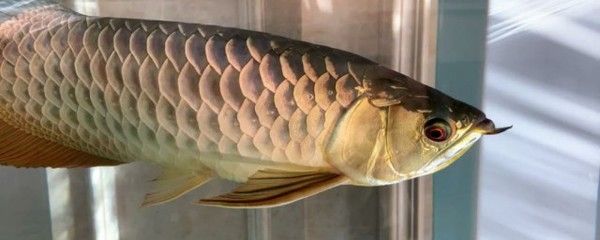 龍魚(yú)掉眼啥意思呀：如何改善龍魚(yú)掉眼的情況 龍魚(yú)百科 第3張