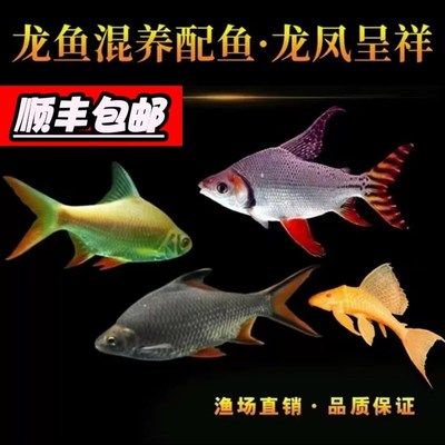 紅龍魚混養(yǎng)最佳幾條魚吃：紅龍魚混養(yǎng)的最佳搭配和注意事項 紅龍魚百科 第4張