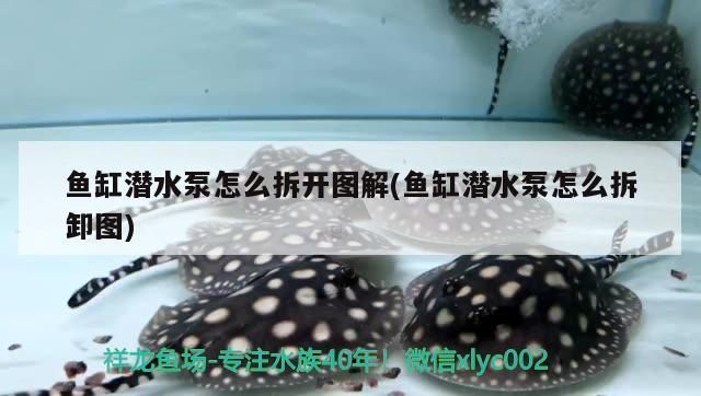 魚缸水泵如何拆開維修：魚缸水泵如何拆卸和維修 魚缸百科 第3張