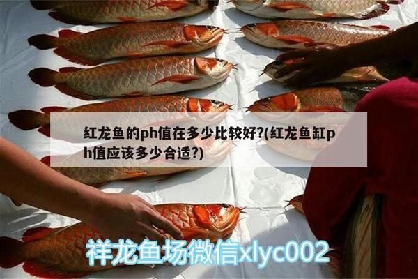 紅龍魚原產(chǎn)地ph值多少：關(guān)于紅龍魚原產(chǎn)地ph值的詳細(xì)信息 紅龍魚百科 第2張