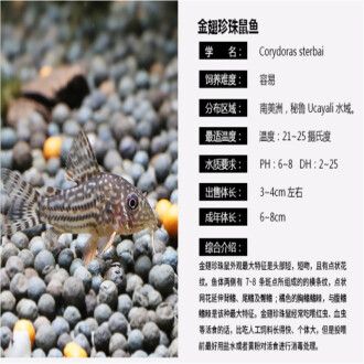 龍魚配魟魚：龍魚與魟魚混養(yǎng)的可行性及其對環(huán)境的影響 龍魚百科 第3張