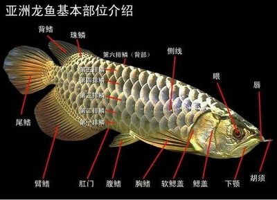 龍魚長(zhǎng)短胡子能恢復(fù)嗎：如果龍魚的胡須斷裂或變形，能否恢復(fù)到原來的狀態(tài)呢？ 龍魚百科 第4張