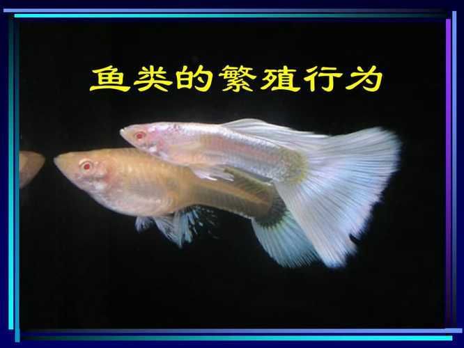 金龍魚(yú)能和其他魚(yú)混養(yǎng)嗎：如何確保金龍魚(yú)和其他魚(yú)類(lèi)的健康共存 水族問(wèn)答 第1張