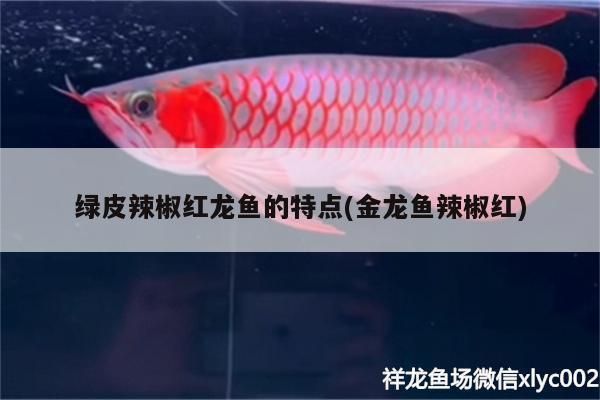 辣椒紅龍魚的選購(gòu)指南：辣椒紅龍魚的選購(gòu)指南：辣椒紅龍魚的選購(gòu)指南 龍魚百科 第2張