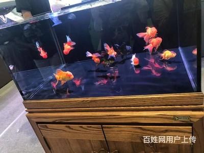 魚缸買哪一種好：新手養(yǎng)魚入門指南 魚缸百科 第2張