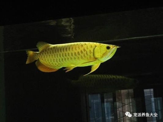 龍魚為什么會咬自己的尾巴呢圖片：龍魚為什么會咬自己的尾巴 龍魚百科 第3張