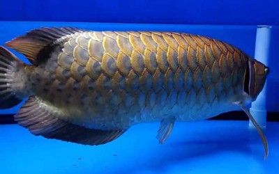 龍魚喂食方法視頻：50公分龍魚飼養(yǎng)技巧 龍魚百科 第5張