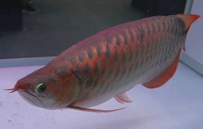 紅龍魚(yú)一天喂幾次最好：紅龍魚(yú)喂食頻率應(yīng)根據(jù)其生長(zhǎng)階段和生活習(xí)性來(lái)確定 紅龍魚(yú)百科 第4張