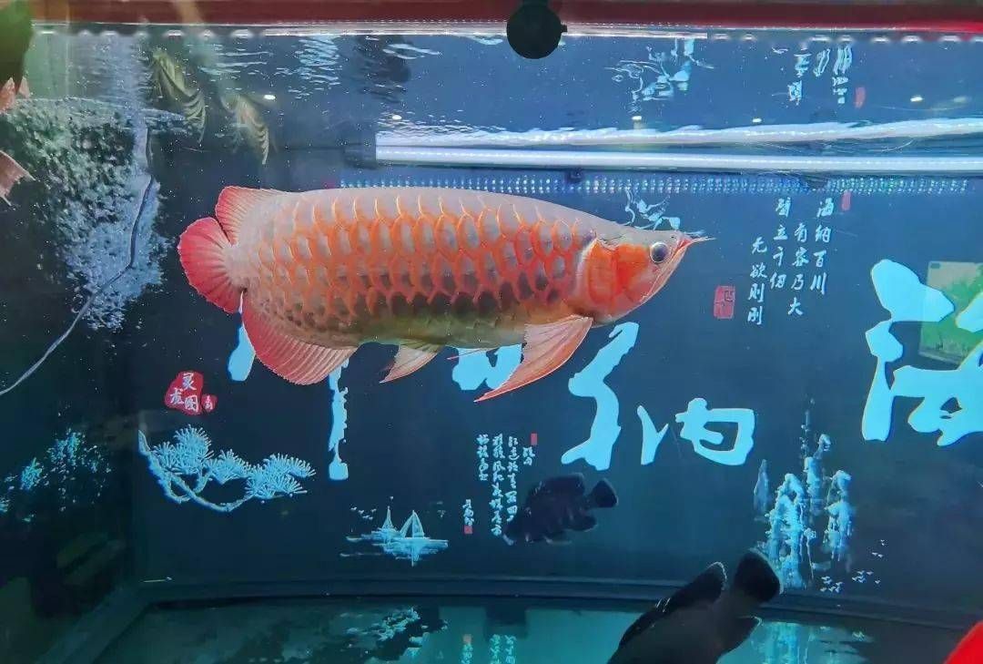 龍魚(yú)總是在缸角不動(dòng)：龍魚(yú)在水族缸中靜止不動(dòng)的原因 龍魚(yú)百科 第5張