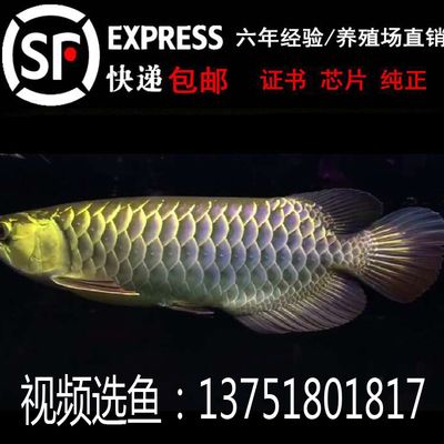 印尼辣椒紅龍魚價格：印尼辣椒紅龍魚價格波動, 紅龍魚百科 第1張