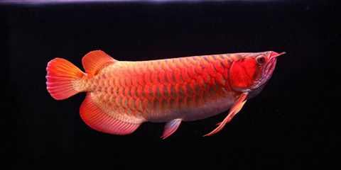 紅龍魚小魚價格：紅龍魚小魚價格分析 紅龍魚百科 第3張