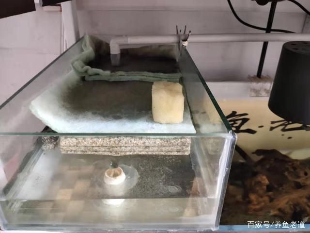 觀賞魚水質(zhì)管理最佳實(shí)踐：觀賞魚水質(zhì)管理是確保水族箱中魚兒健康成長的關(guān)鍵 龍魚百科 第5張