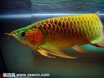 亞馬遜紅龍魚 紅龍魚百科 第4張