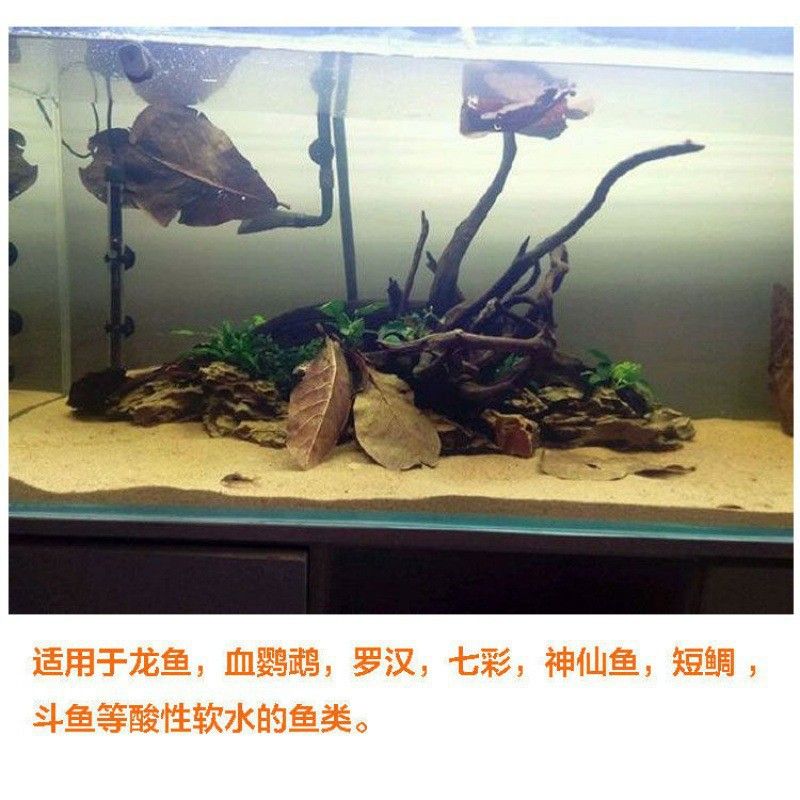 龍魚熱帶魚生物液可以放錦鯉缸里嗎 龍魚百科 第1張