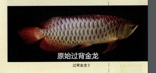 龍魚吃什么食物：成年龍魚日常喂食指南,龍魚人工馴餌技巧分享 龍魚百科 第4張