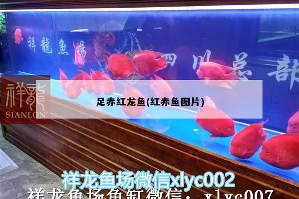 野生赤血紅龍魚能長多大：野生赤血紅龍魚體長可以超過1米 紅龍魚百科 第4張