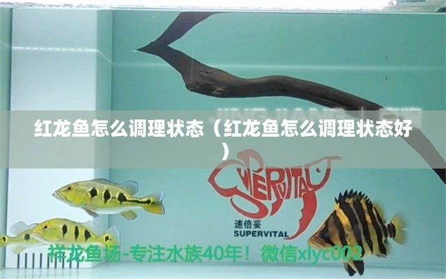 金龍魚年齡怎么算的：金龍魚的壽命與健康狀況 水族問答 第2張