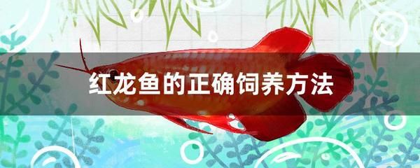 紅龍魚兇猛嗎好養(yǎng)嗎：紅龍魚兇猛程度和飼養(yǎng)難度