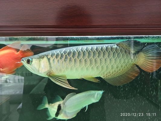 怎么預(yù)防龍魚撞拉筋：如何預(yù)防龍魚撞拉筋 龍魚百科 第1張