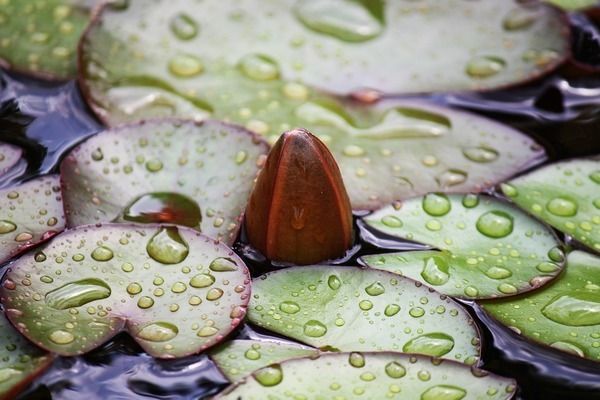 龍魚缸溫度計(jì)最簡(jiǎn)單處理方法視頻：龍魚缸溫度計(jì)最簡(jiǎn)單處理方法包括如何正確安裝和使用溫度計(jì) 龍魚百科 第1張