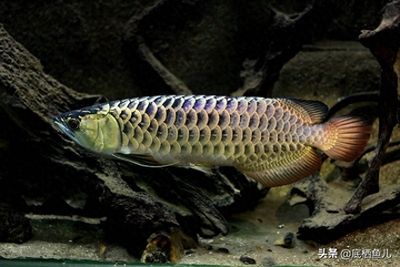 龍魚(yú)總在水面上游動(dòng)：龍魚(yú)總在水面上游動(dòng)可能是由多種原因引起的 龍魚(yú)百科 第1張