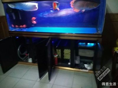 龍魚魚缸尺寸多少合適呢視頻：如何選擇適合龍魚的魚缸尺寸 龍魚百科 第1張