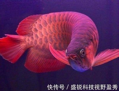 一米長(zhǎng)的紅龍魚(yú)：一米長(zhǎng)的紅龍魚(yú)在飼養(yǎng)時(shí)需要注意什么？ 紅龍魚(yú)百科 第5張