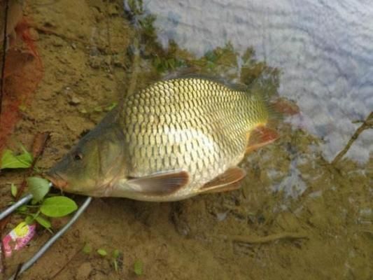 金龍魚趴缸底是什么原因造成的：金龍魚為什么會趴在缸底？ 水族問答 第2張