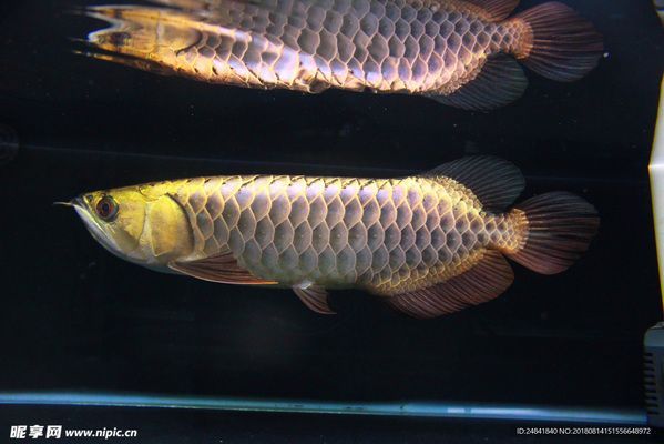 金龍魚趴缸底是什么原因怎么治療：金龍魚為什么會趴在缸底？ 水族問答 第1張